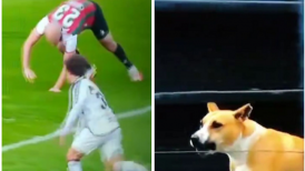 Bloopers y un perrito: La divertida secuencia en el fútbol uruguayo que se hizo viral